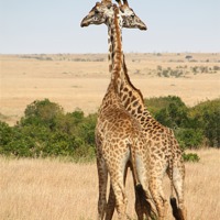 Buy canvas prints of Maasai Giraffe Males Necking by Carole-Anne Fooks