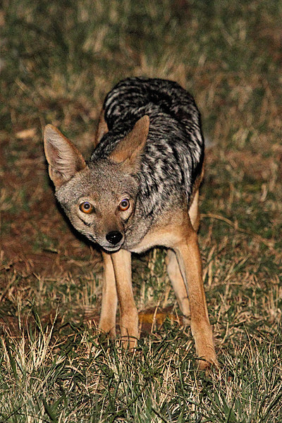 Side Striped Jackal at Night Picture Board by Carole-Anne Fooks