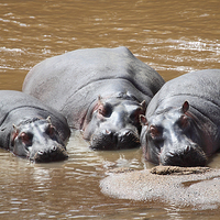 Buy canvas prints of Hippos in The Mara River by Carole-Anne Fooks