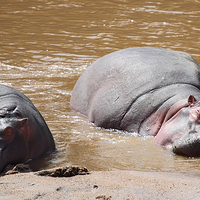 Buy canvas prints of Hippos in The Mara River by Carole-Anne Fooks