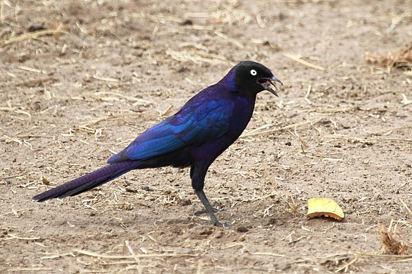 Long-tailed Glossy Starling Picture Board by Carole-Anne Fooks
