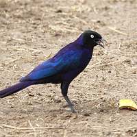 Buy canvas prints of Long-tailed Glossy Starling by Carole-Anne Fooks