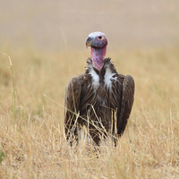 Buy canvas prints of Nubian Vulture by Carole-Anne Fooks