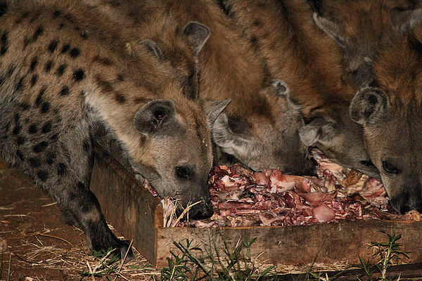 Spotted Hyena Scavenging at Night Picture Board by Carole-Anne Fooks