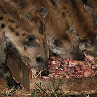 Buy canvas prints of Spotted Hyena Scavenging at Night by Carole-Anne Fooks