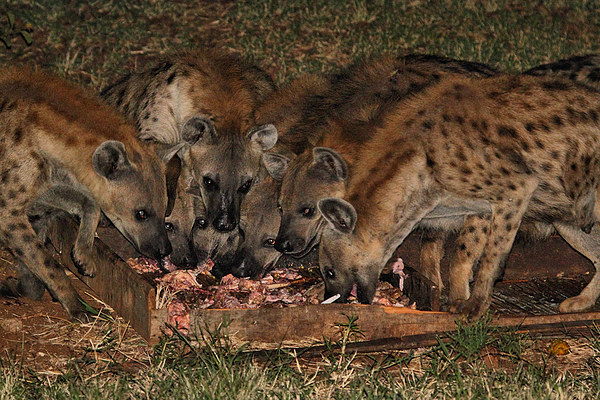 Spotted Hyena Scavenging at Night Picture Board by Carole-Anne Fooks