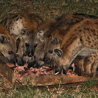 Buy canvas prints of Spotted Hyena Scavenging at Night by Carole-Anne Fooks
