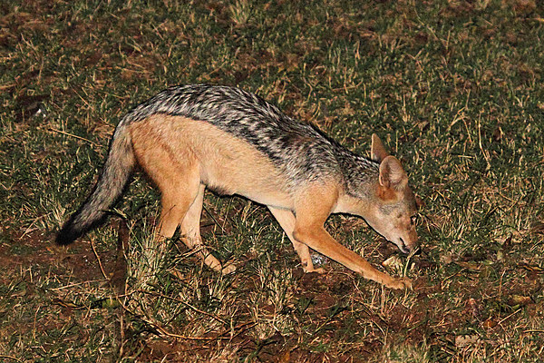 Side-striped Jackal at Night Picture Board by Carole-Anne Fooks