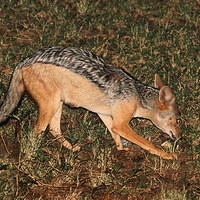 Buy canvas prints of Side-striped Jackal at Night by Carole-Anne Fooks