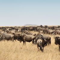 Buy canvas prints of Some Members of the Wildebeest Migration by Carole-Anne Fooks