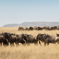 Buy canvas prints of Some Members of the Wildebeest Migration by Carole-Anne Fooks