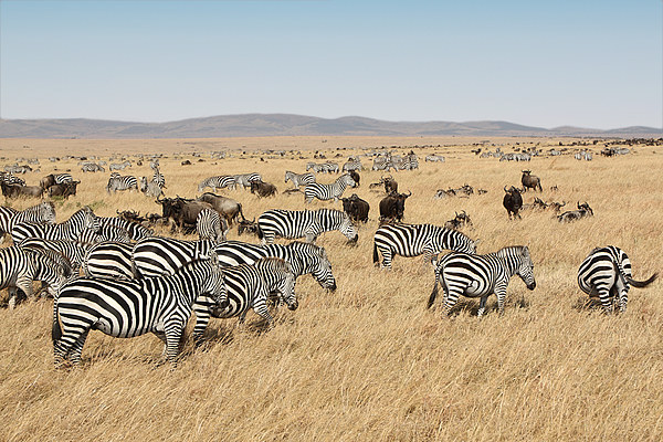 Zebra & Wildebeest Migration Picture Board by Carole-Anne Fooks
