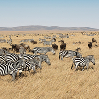 Buy canvas prints of Zebra & Wildebeest Migration by Carole-Anne Fooks