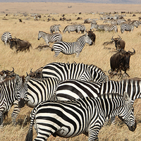 Buy canvas prints of Zebra & Wildebeest Migration by Carole-Anne Fooks