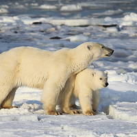 Buy canvas prints of Standing Guard Over Her Cub, Churchill, Canada by Carole-Anne Fooks