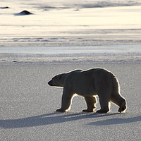 Buy canvas prints of Polar Bear Mother & Cub Panorama by Carole-Anne Fooks