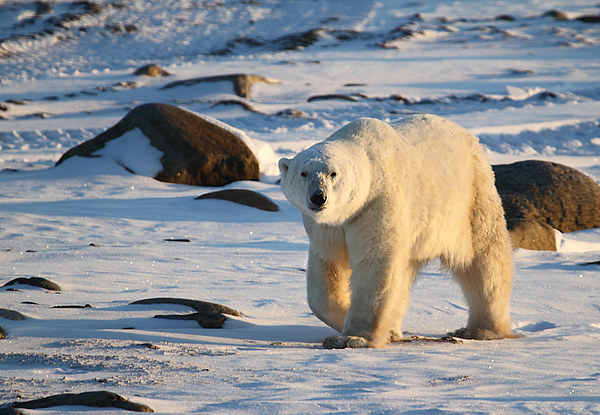 Large Male Polar Bear Picture Board by Carole-Anne Fooks