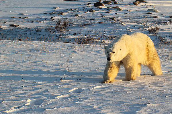 Large Male Polar Bear Picture Board by Carole-Anne Fooks