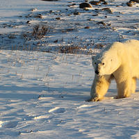 Buy canvas prints of Large Male Polar Bear by Carole-Anne Fooks