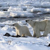 Buy canvas prints of Polar Bear & Cub Tasting the Air, Canada by Carole-Anne Fooks