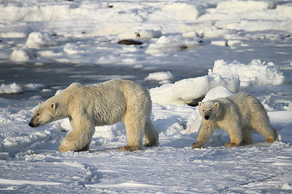 Polar Bears Walking on the Tundra Picture Board by Carole-Anne Fooks