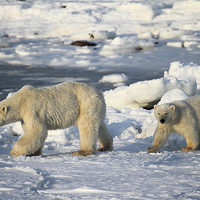 Buy canvas prints of Polar Bears Walking on the Tundra by Carole-Anne Fooks