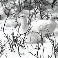 Buy canvas prints of Ptarmigans in the Arctic Willow Canada by Carole-Anne Fooks