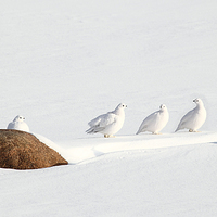 Buy canvas prints of Ptarmigans, Churchill, Canada by Carole-Anne Fooks