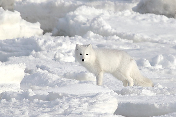 White on White. Arctic Fox Canada Picture Board by Carole-Anne Fooks