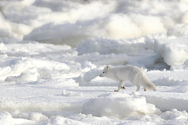 White on White. Arctic Fox Canada Picture Board by Carole-Anne Fooks