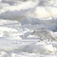 Buy canvas prints of White on White. Arctic Fox Canada by Carole-Anne Fooks