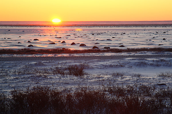 Sunrise on the Tundra Canada Picture Board by Carole-Anne Fooks