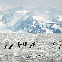 Buy canvas prints of Penguin Highway by Carole-Anne Fooks