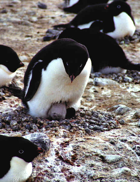 Get Back in the Warm Chick: Adelie Penguin Picture Board by Carole-Anne Fooks