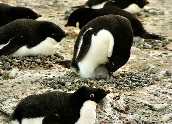 Get Back in the Warm Chick: Adelie Penguin Picture Board by Carole-Anne Fooks