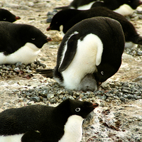 Buy canvas prints of Get Back in the Warm Chick: Adelie Penguin by Carole-Anne Fooks
