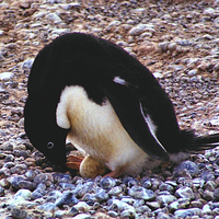 Buy canvas prints of Adelie Penguin Turning Its Egg by Carole-Anne Fooks