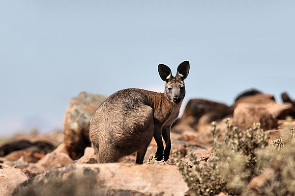 Western Grey Kangaroo Picture Board by Carole-Anne Fooks