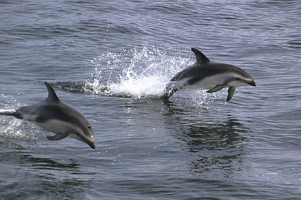 Peales Dolphins Porpoising Picture Board by Carole-Anne Fooks