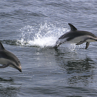 Buy canvas prints of Peales Dolphins Porpoising by Carole-Anne Fooks