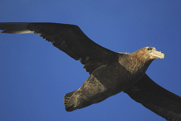 Giant Petrel Flying High Picture Board by Carole-Anne Fooks