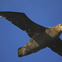 Buy canvas prints of Giant Petrel Flying High by Carole-Anne Fooks