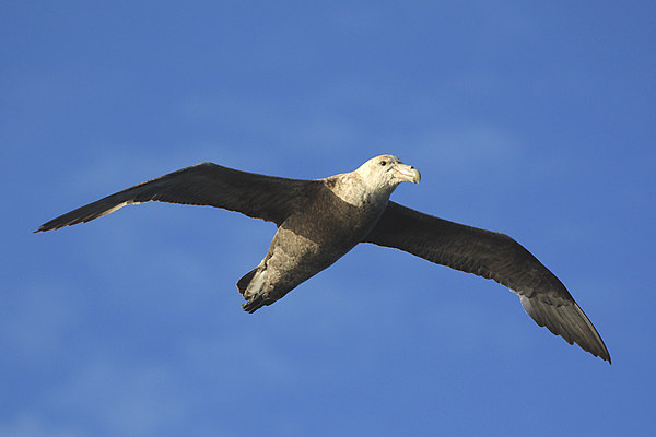 Giant Petrel Soaring Above Picture Board by Carole-Anne Fooks