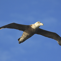 Buy canvas prints of Giant Petrel Soaring Above by Carole-Anne Fooks