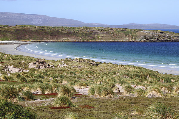 Carcass Island in The Falklands Picture Board by Carole-Anne Fooks