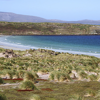 Buy canvas prints of Carcass Island in The Falklands by Carole-Anne Fooks