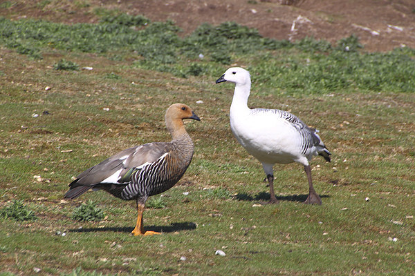 Pair of Upland Geese Falkland Islands Picture Board by Carole-Anne Fooks