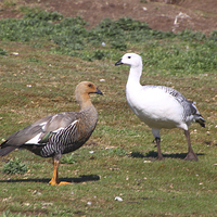 Buy canvas prints of Pair of Upland Geese Falkland Islands by Carole-Anne Fooks