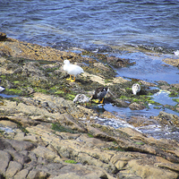 Buy canvas prints of Kelp Goose Family Falkland Islands by Carole-Anne Fooks