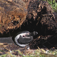 Buy canvas prints of Magellanic Penguin in Nesting Burrow by Carole-Anne Fooks